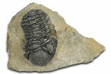 Detailed Phacopid (Morocops) Trilobite - Foum Zguid, Morocco #363152-3